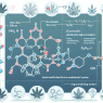 ¿Puede Metformin Hydrochlorid alterar el sistema endocannabinoide?